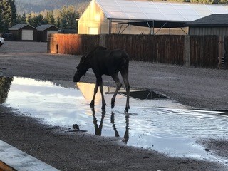 Breakfast Moose Wilson